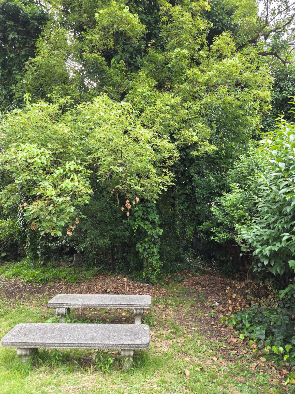 Garden and Benches
